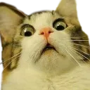 cat_7 Discord Emoji