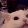 AngryCat