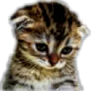 sadcat2