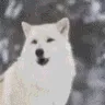 howl howl