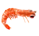 shrimpPog