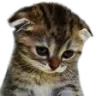 catreact_sad_mw2