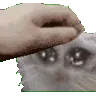 catcrying_pat_mw2