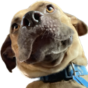 helloduke Discord emoji