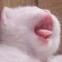 screm