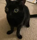 catto