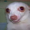dog_thisis