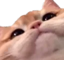 catHmm