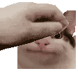 beluga_pet