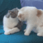 kittykiss