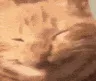 catreact_grin_mw2