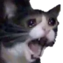 CatScream