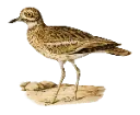 Eurasian_stonecurlew