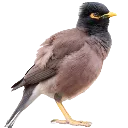 Common_Myna