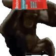 Monkey