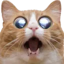 meower