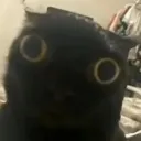 catjinxstare