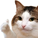 CatThumbsUp CatThumbsUp