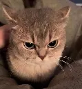 angrycat angrycat