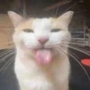 goofyahhcat