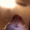 Hamstarefan