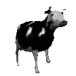 hahacow