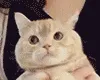 POPOcat POPOcat