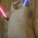 POPOcat POPOcat