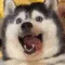 POPOdog
