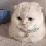 POPOcat POPOcat