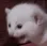 POPOcat POPOcat