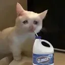 POPOcat POPOcat