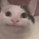 POPOcat POPOcat