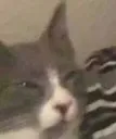 POPOcat POPOcat