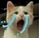 POPOcat POPOcat