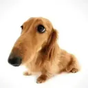 dog dog