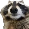 RaccoonHello