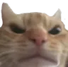 cat2_angryfrown_mw2 cat2_angryfrown_mw2