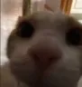 kot