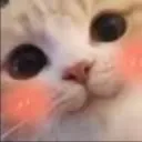 catflushed