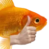 fishthumbsup
