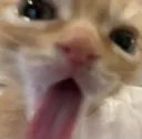 Cat_lick