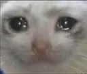 crying_cat