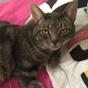 aa_eviescat Discord emoji