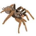 nicehatnerd Discord emoji