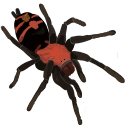 dave Discord emoji