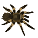 that_one_on_every_beginner_taran Discord emoji