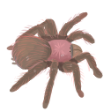 can_someone_identify_my_tarantul Discord emoji