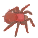 blushu Discord emoji