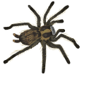 brownrecluse Discord emoji